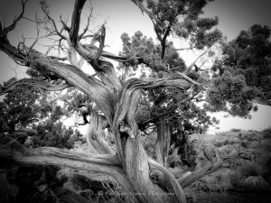 Juniper Tree Sig copy