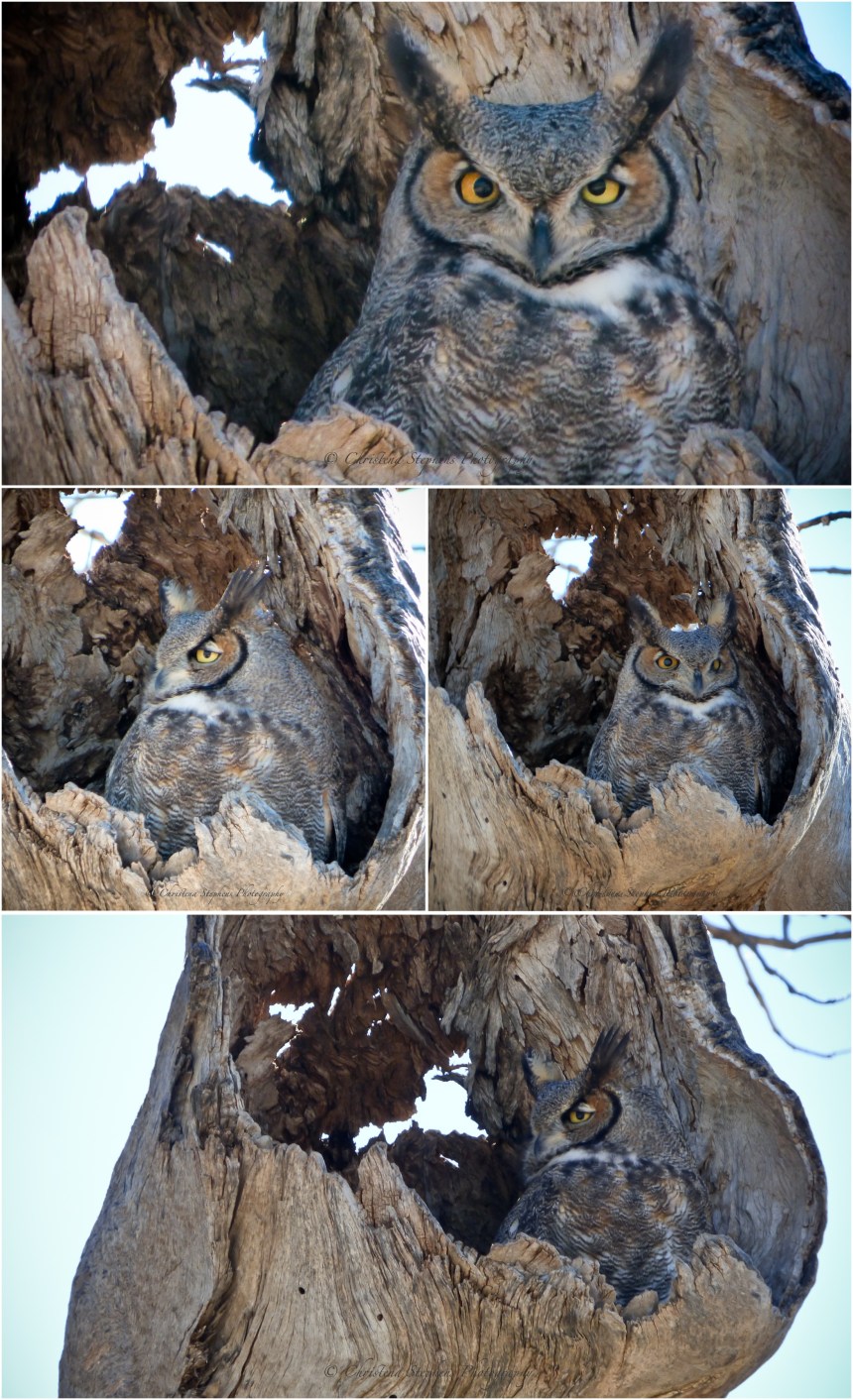 Muleshoe Owl-Four-High Res