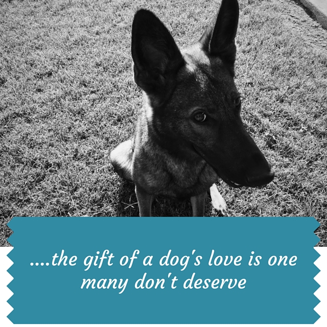the gift of a dog's love is one many don't deserve