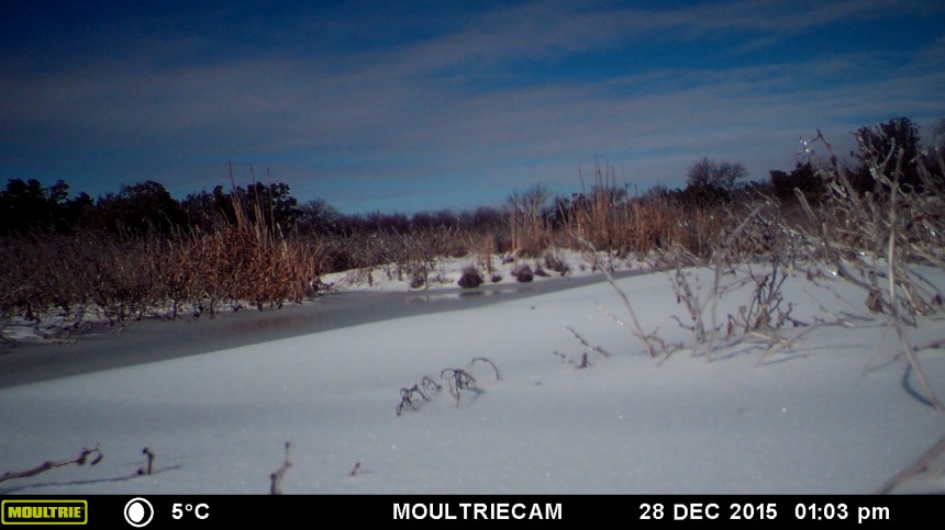 MOULTRIE DIGITAL GAME CAMERA