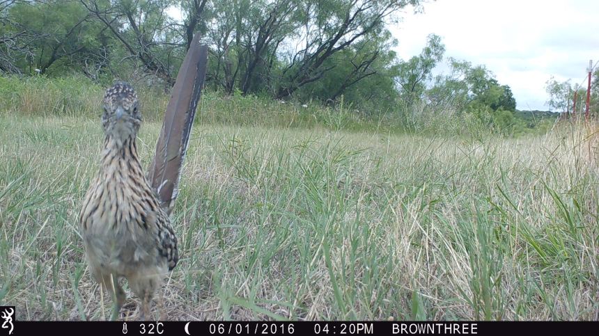 1620:060116:32C:0000:BROWNTHREE:7