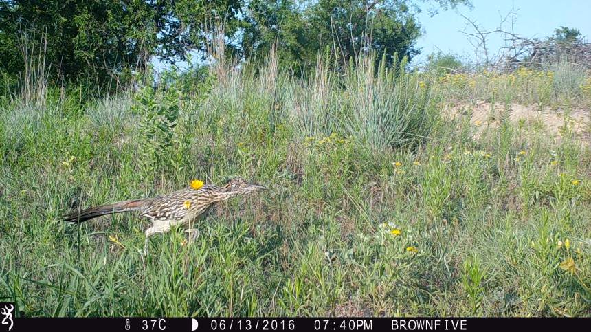 1940:061316:37C:0000:BROWNFIVE:2