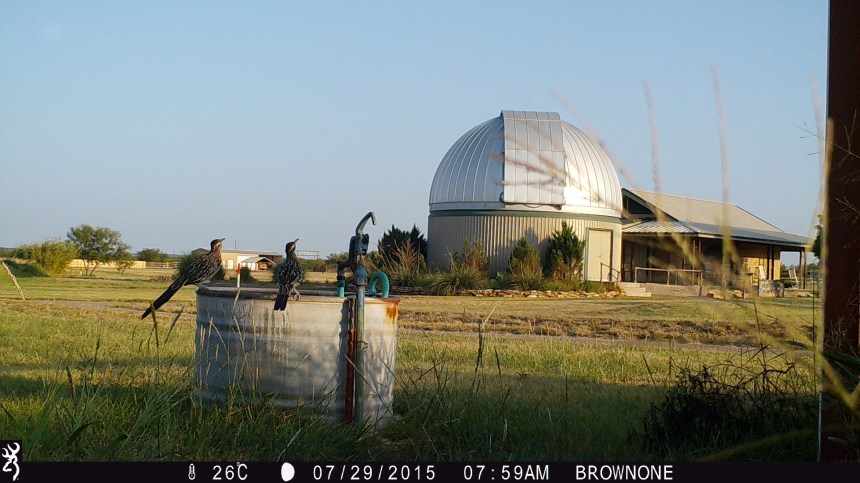 Brown One  Aug 11 2015 (5234)