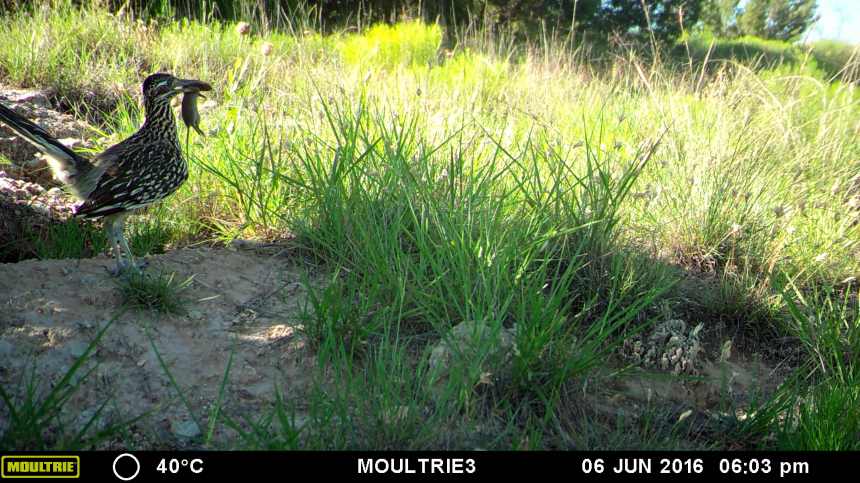 MOULTRIE DIGITAL GAME CAMERA