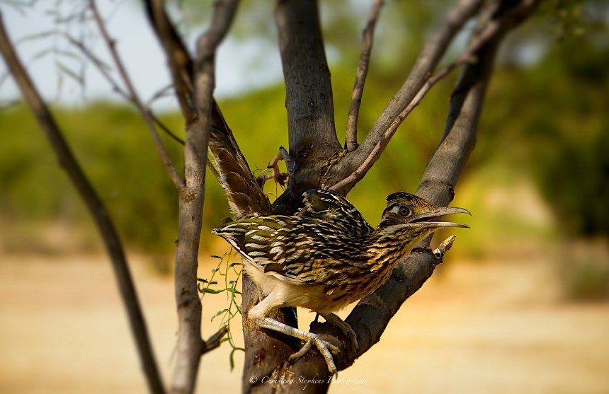 Roadrunner Diptych  copy