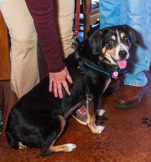 Tesla at Three-Dog Bakery