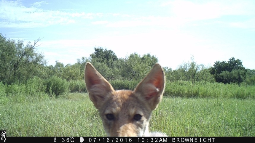 1032:071616:36C:BROWNEIGHT:3