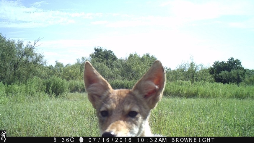 Brown 8 - July 2016 279.JPG