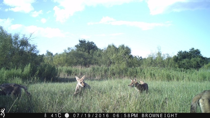 1858:071916:41C:BROWNEIGHT:4