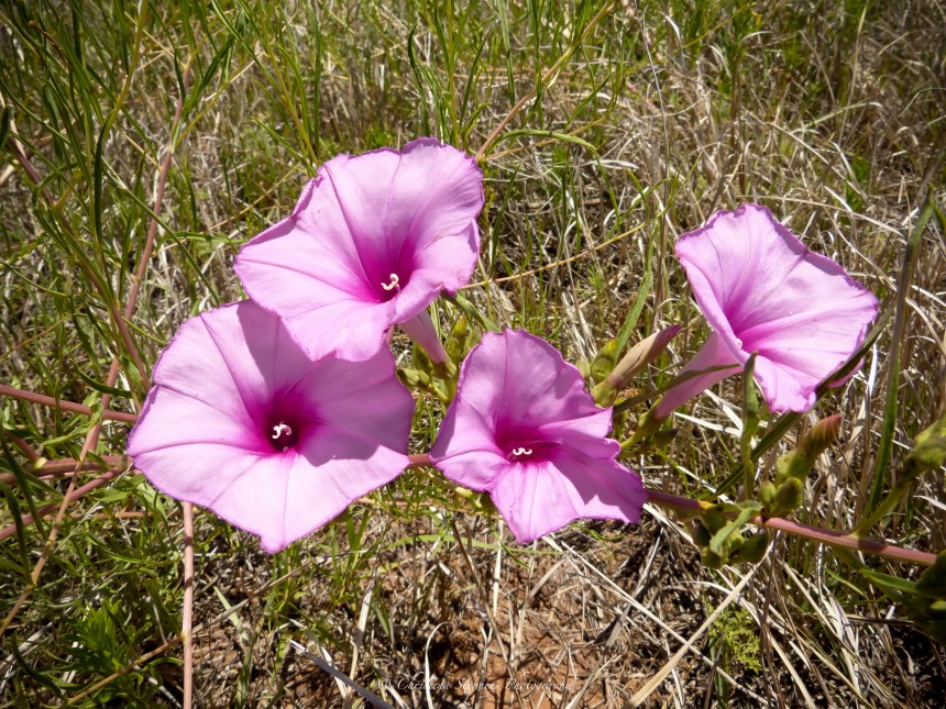 Bush Morning Glory-Sig