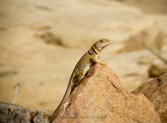 Collared Lizard-Sig