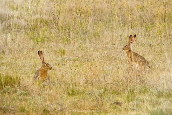 Jackrabbit Mora Duel-Sig