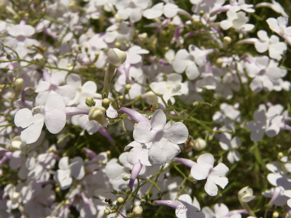 Pink Plains Penstemon-Sig