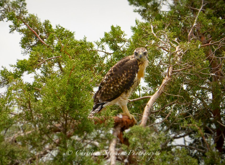 Red Tailed Hawk Juvenile Sig