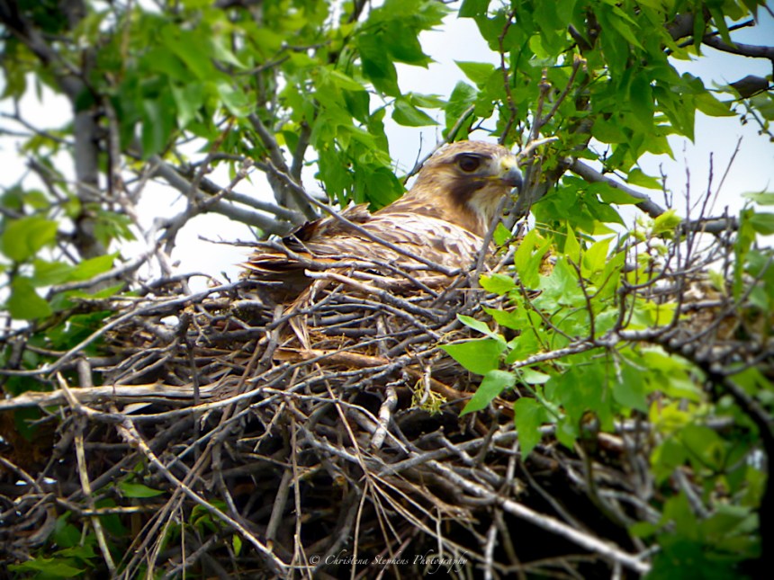 Red-tailed Hawk-Sig