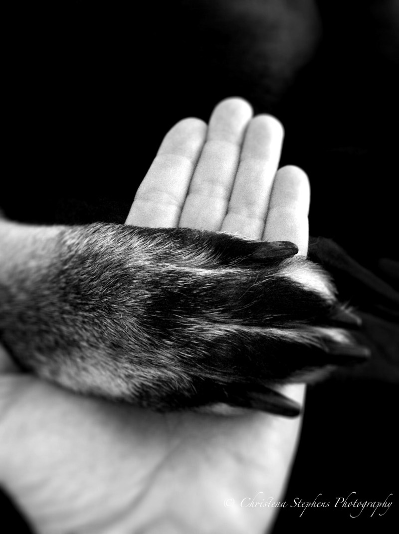 My Promise - Azrael - Paw - Rescue Dog