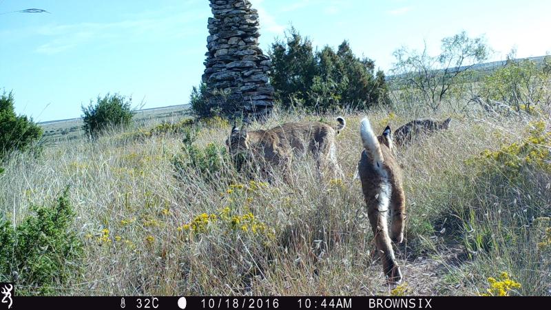 Bobcat family - 3RF Research - Camera Trap