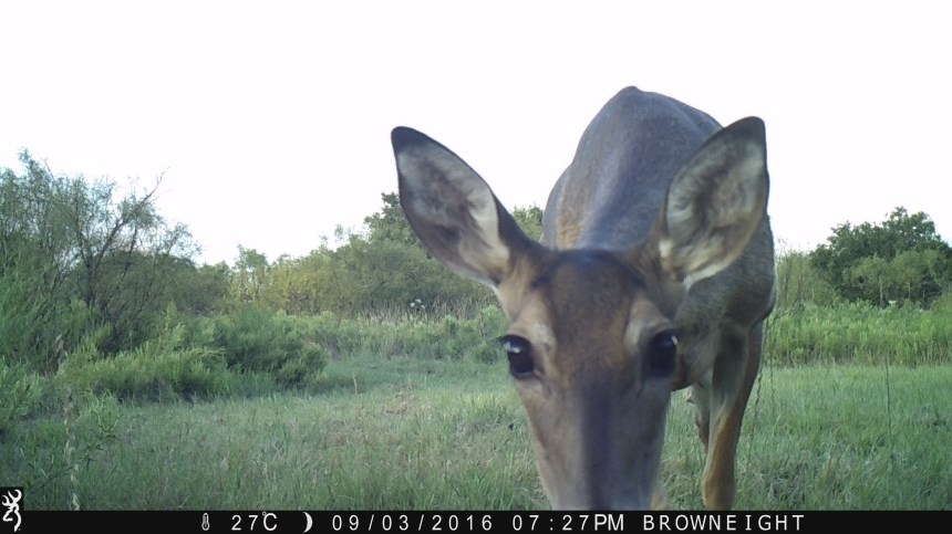 Hello - White tail deer - 3RF