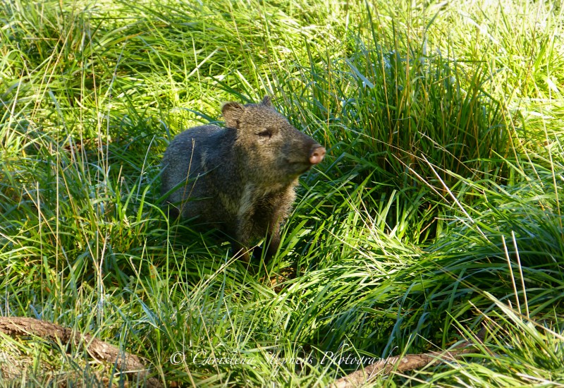 Pondering Javelina at Guadalupe Mountains NP Texas Wildlife