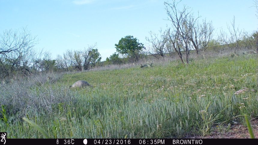 brown-2-may-2016-312