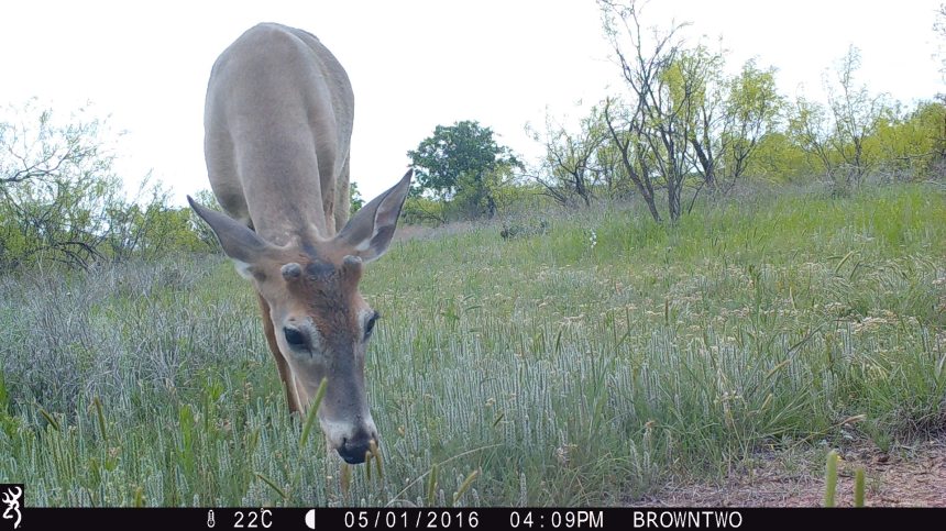 brown-2-may-2016-5583