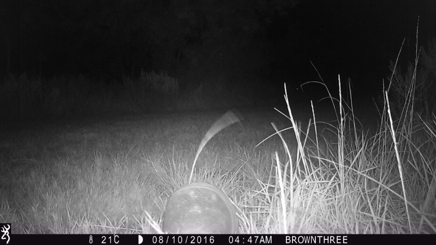 0447:081016:21C:0000:BROWNTHREE:2