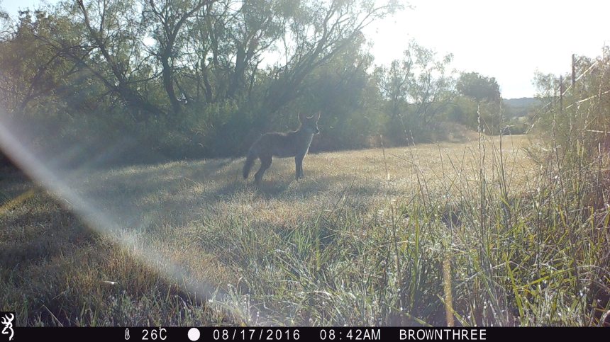 0842:081716:26C:0000:BROWNTHREE:4