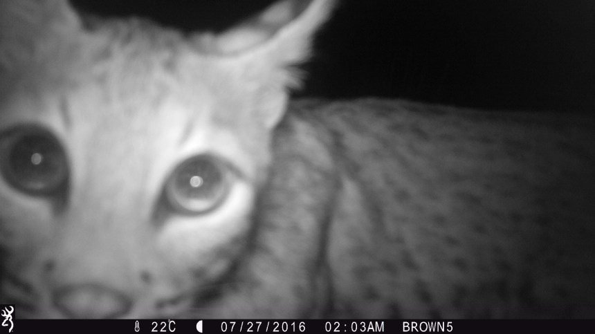 0203:072716:22C:0000:BROWN5 :6