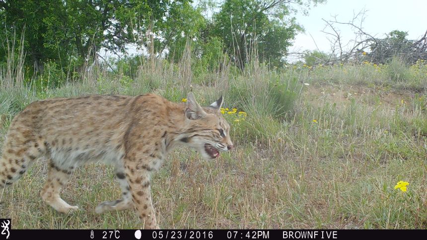 1942:052316:27C:0000:BROWNFIVE:5