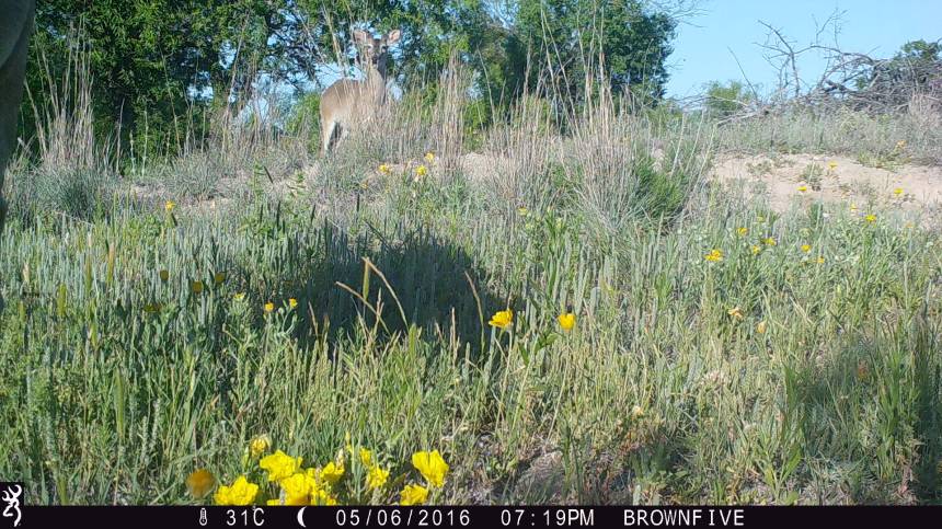 1919:050616:31C:0000:BROWNFIVE:7