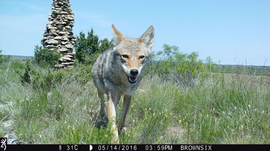 1559:051416:31C:0000:BROWNSIX:2