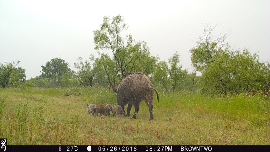 brown-two-june-2016-158