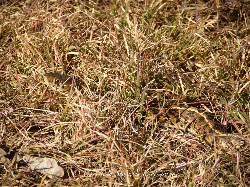 checkered-garter-snake-full-sig