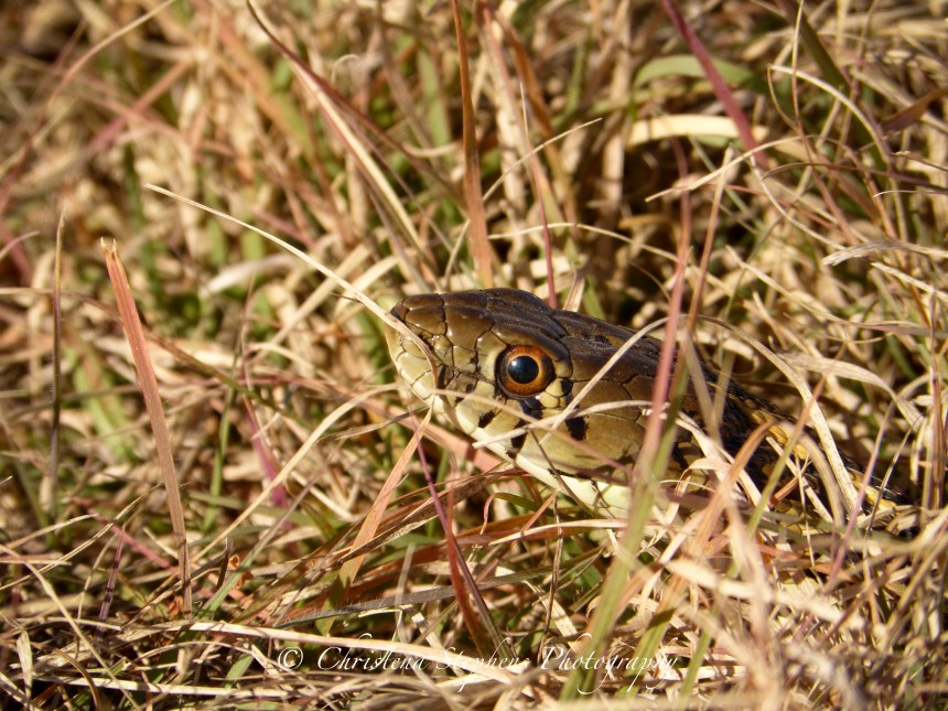 checkered-garter-snake-sig