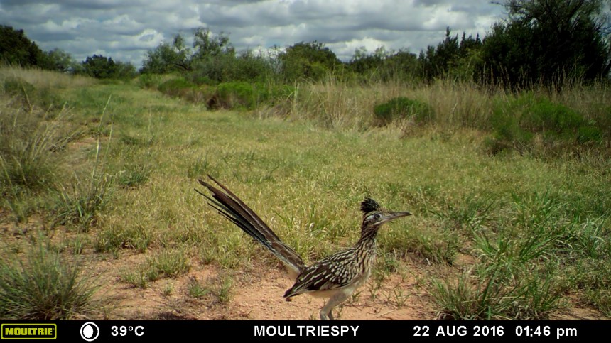 MOULTRIE DIGITAL GAME CAMERA