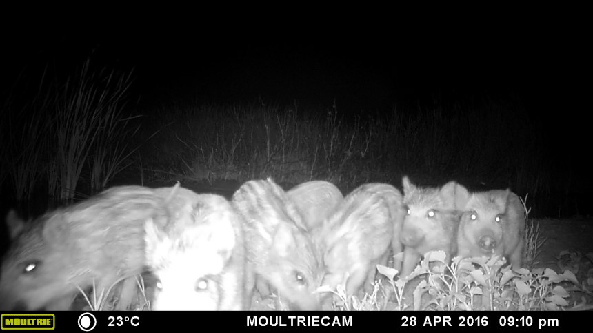 MOULTRIE DIGITAL GAME CAMERA