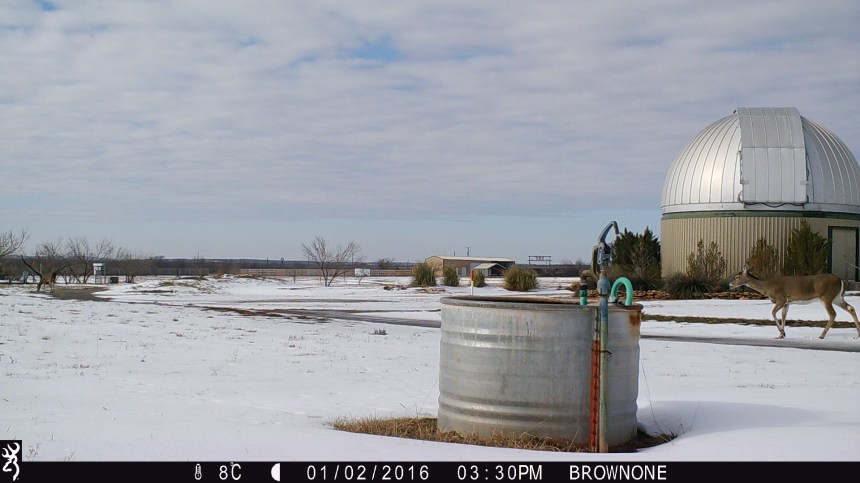 brown-1-jan-2016-710