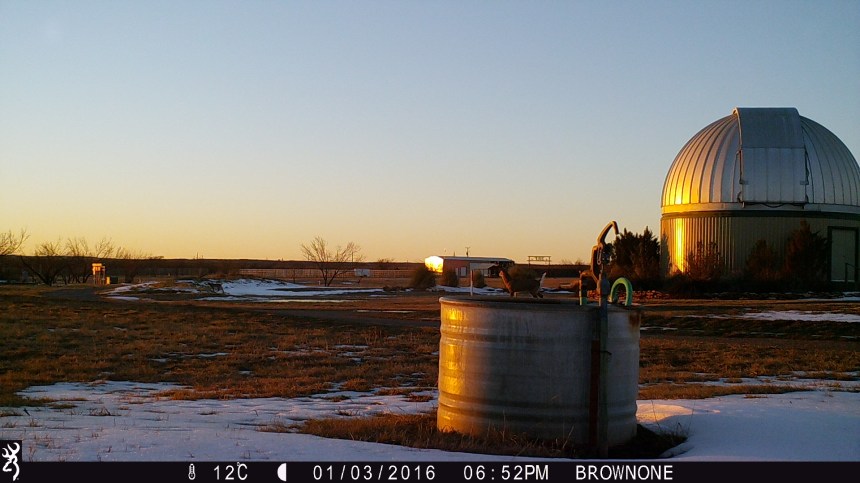 brown-1-jan-2016-734