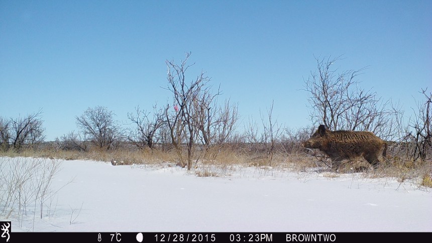 brown-2-jan-2016-216