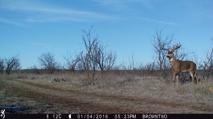 brown-2-jan-2016-276