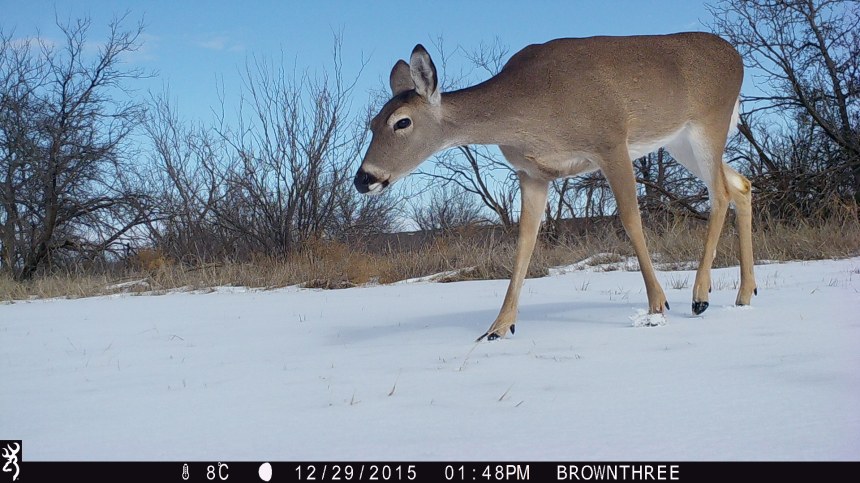 1348:122915:08C:0000:BROWNTHREE:5