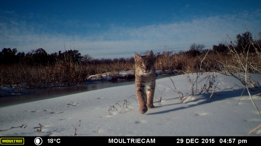 MOULTRIE DIGITAL GAME CAMERA