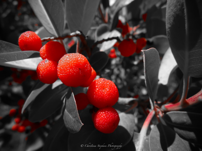 madrone-berries-red-only-sig