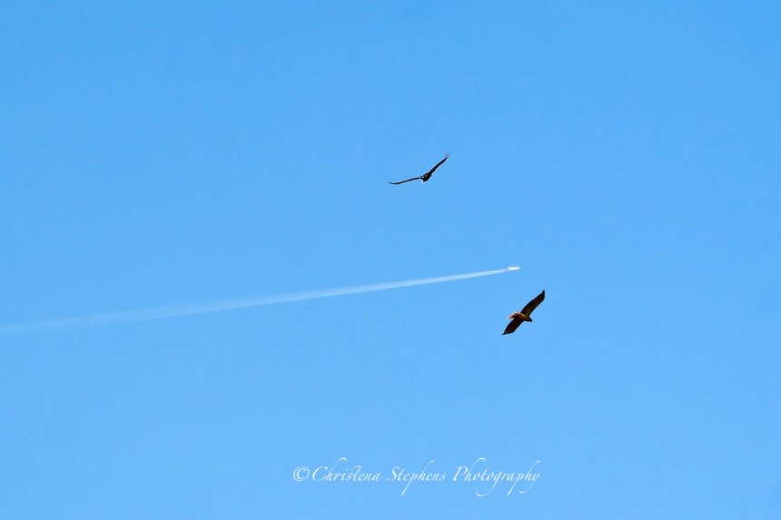 Wright's Inspiration-imp