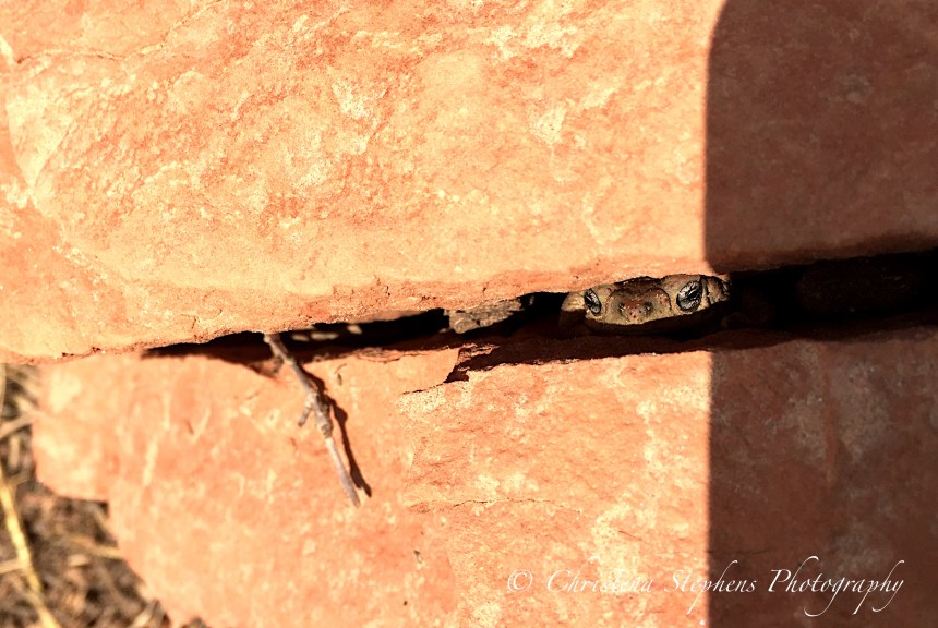 Hidden Frog - Caprock