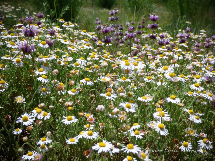 Field Wildflowers - May 2017-imp