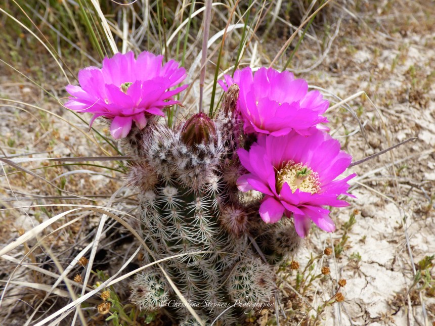 Lace Cactus Bloom-May 2017-imp