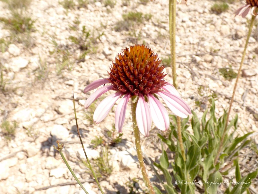 Echinacea 1 - BL - July 2017-imp