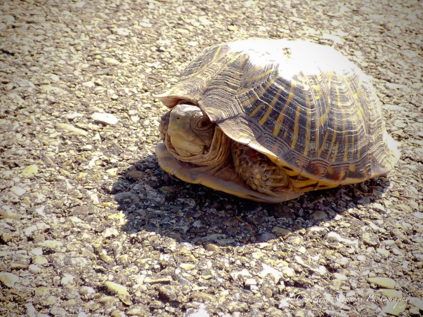 Ornate Box Turtle - BL - July 2017-imp
