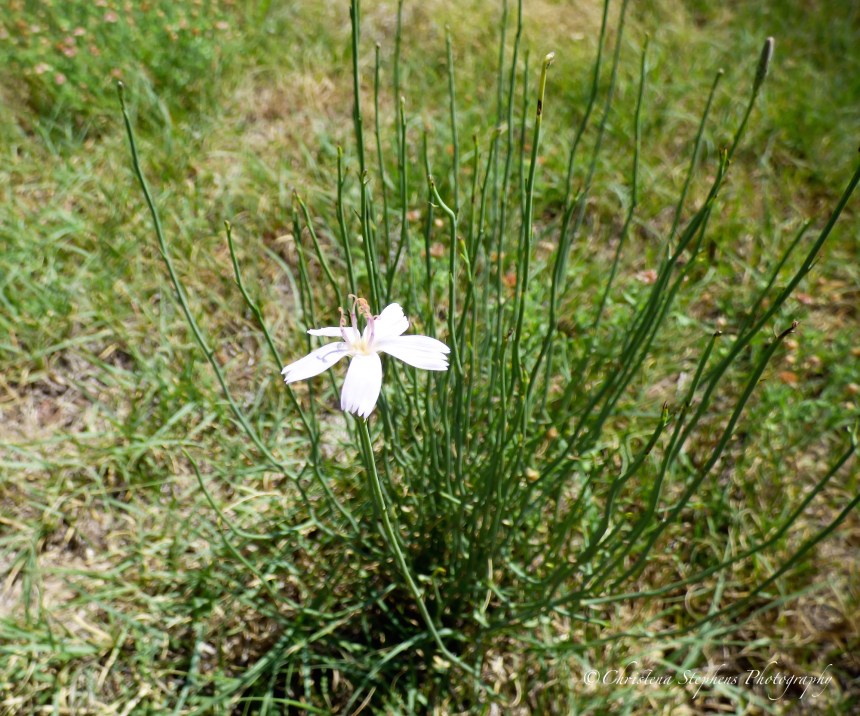 Skeleton Weed 1 - BL - July 2017-imp